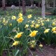 Daffodills