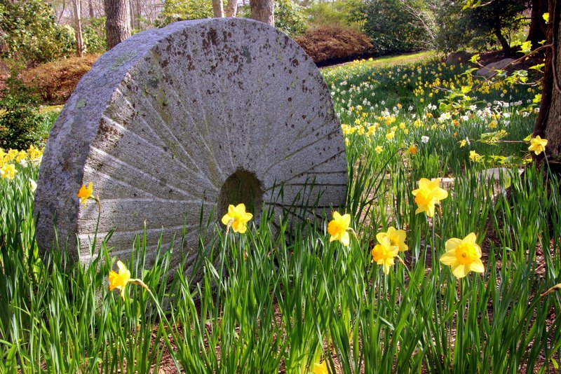 daffodils near stone wheel